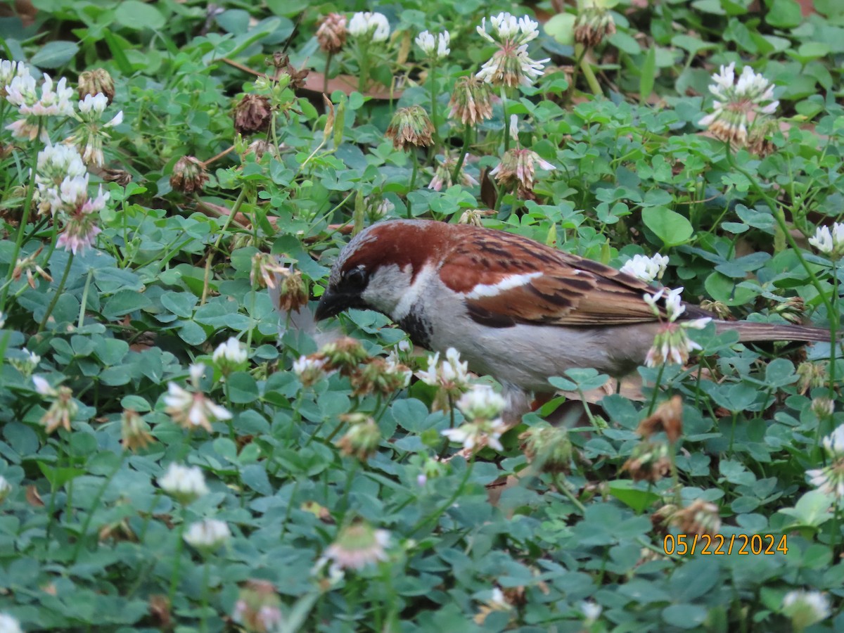 House Sparrow - Susan Leake