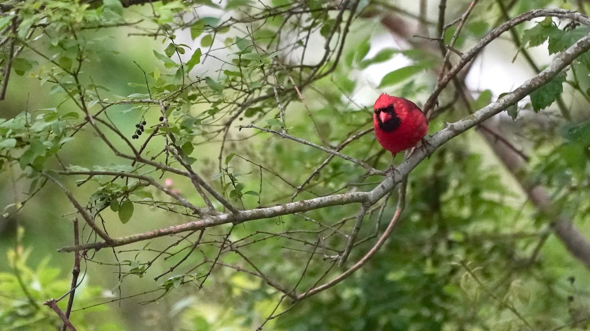 Northern Cardinal - Indira Thirkannad