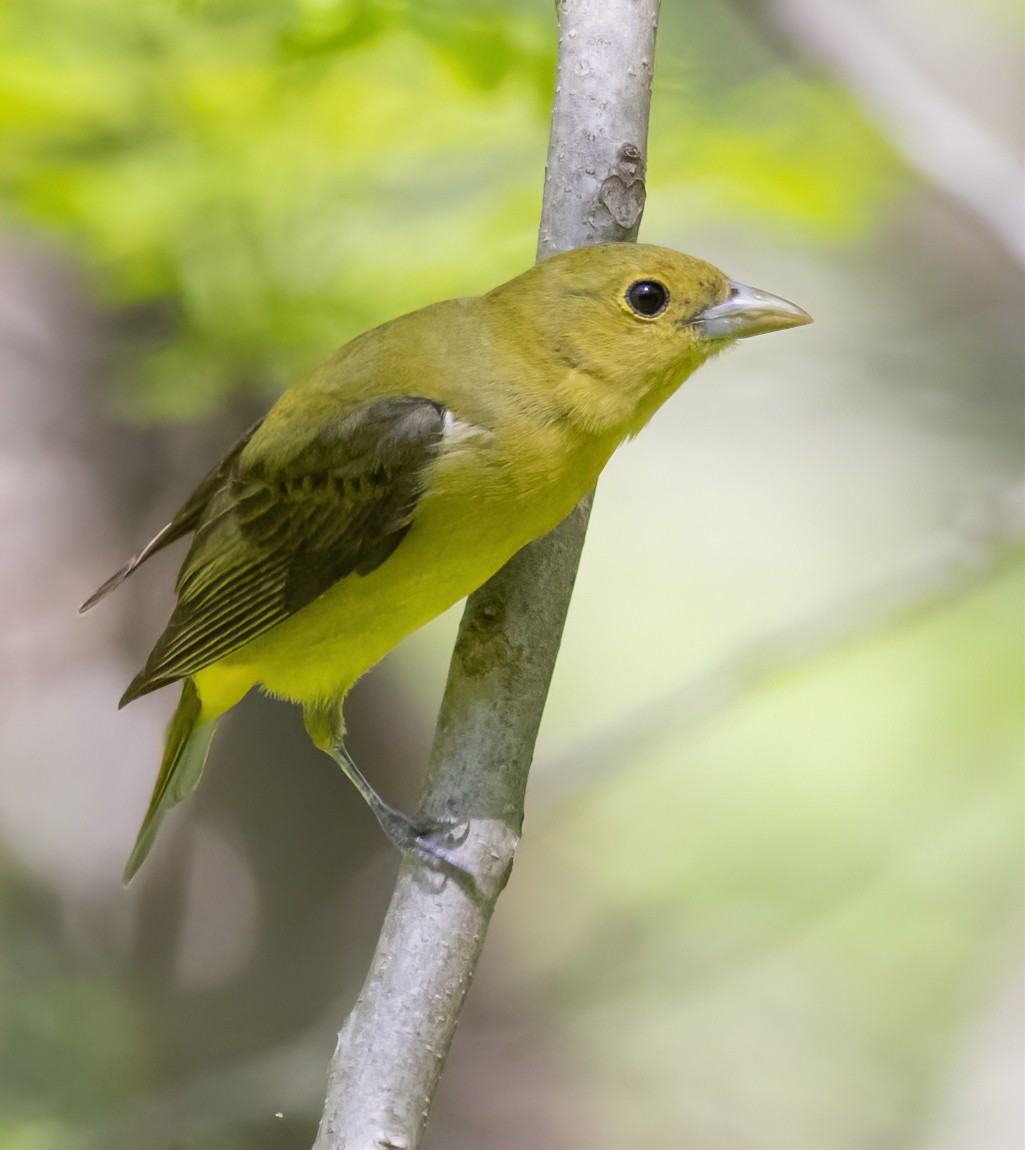 Scarlet Tanager - Jay Gilliam