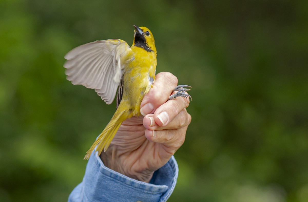 Orchard Oriole - John Longhenry