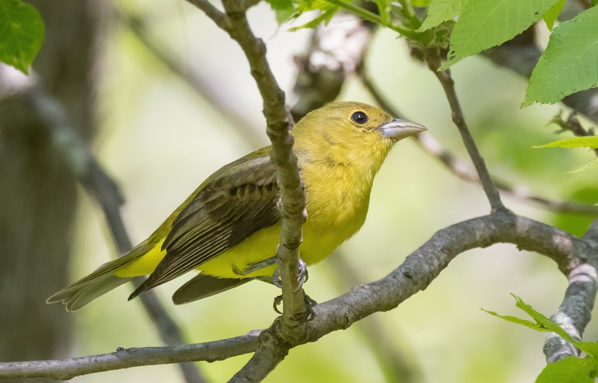 Scarlet Tanager - Jay Gilliam