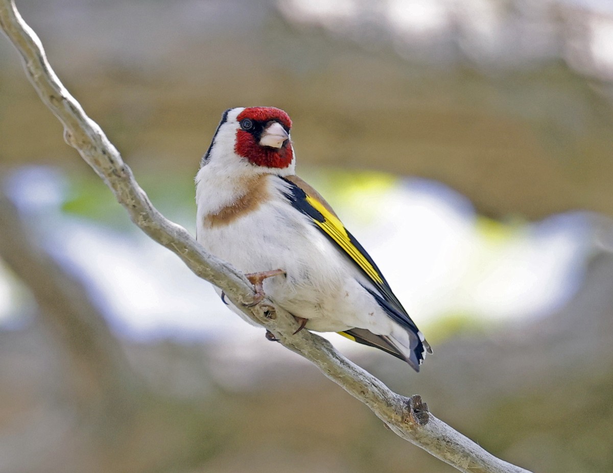 European Goldfinch - David McQuade