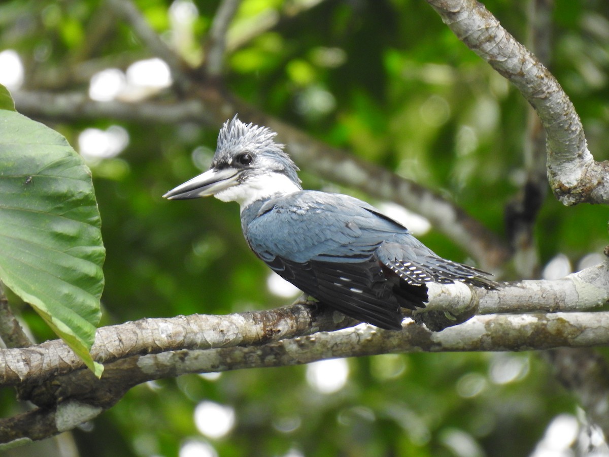 Ringed Kingfisher - Justin Harris