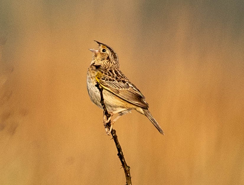 Grasshopper Sparrow - ML619467838