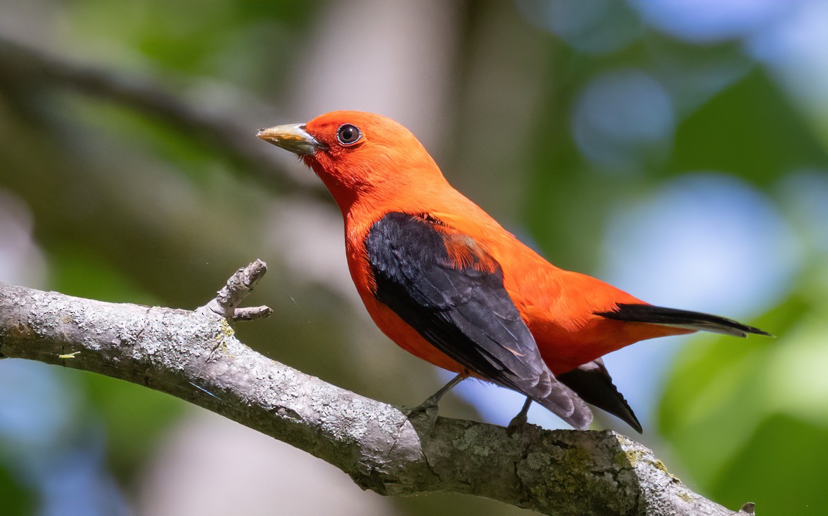 Scarlet Tanager - Jay Gilliam