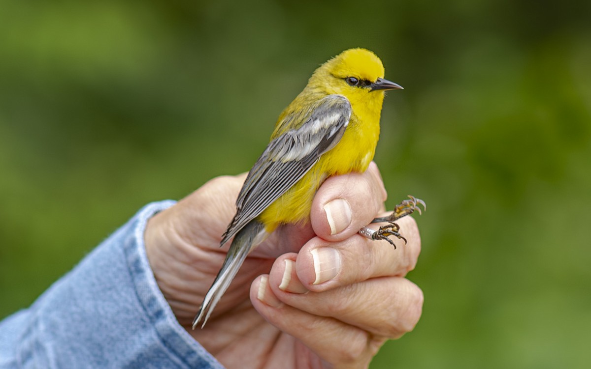Blue-winged Warbler - John Longhenry