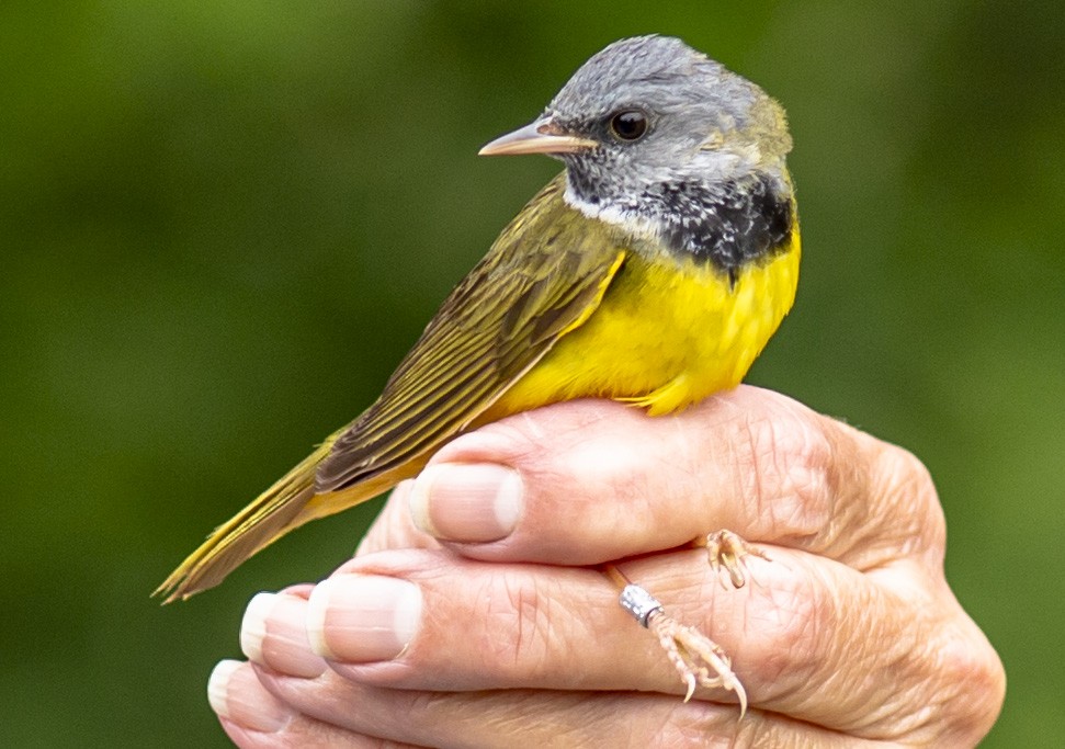 Mourning Warbler - ML619467850