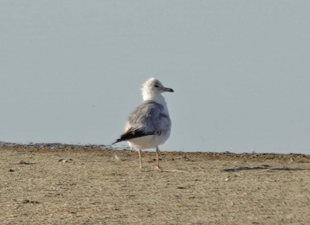 California Gull - Cathy Beck