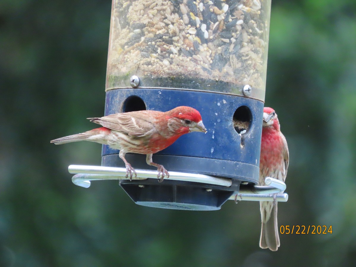 House Finch - Susan Leake