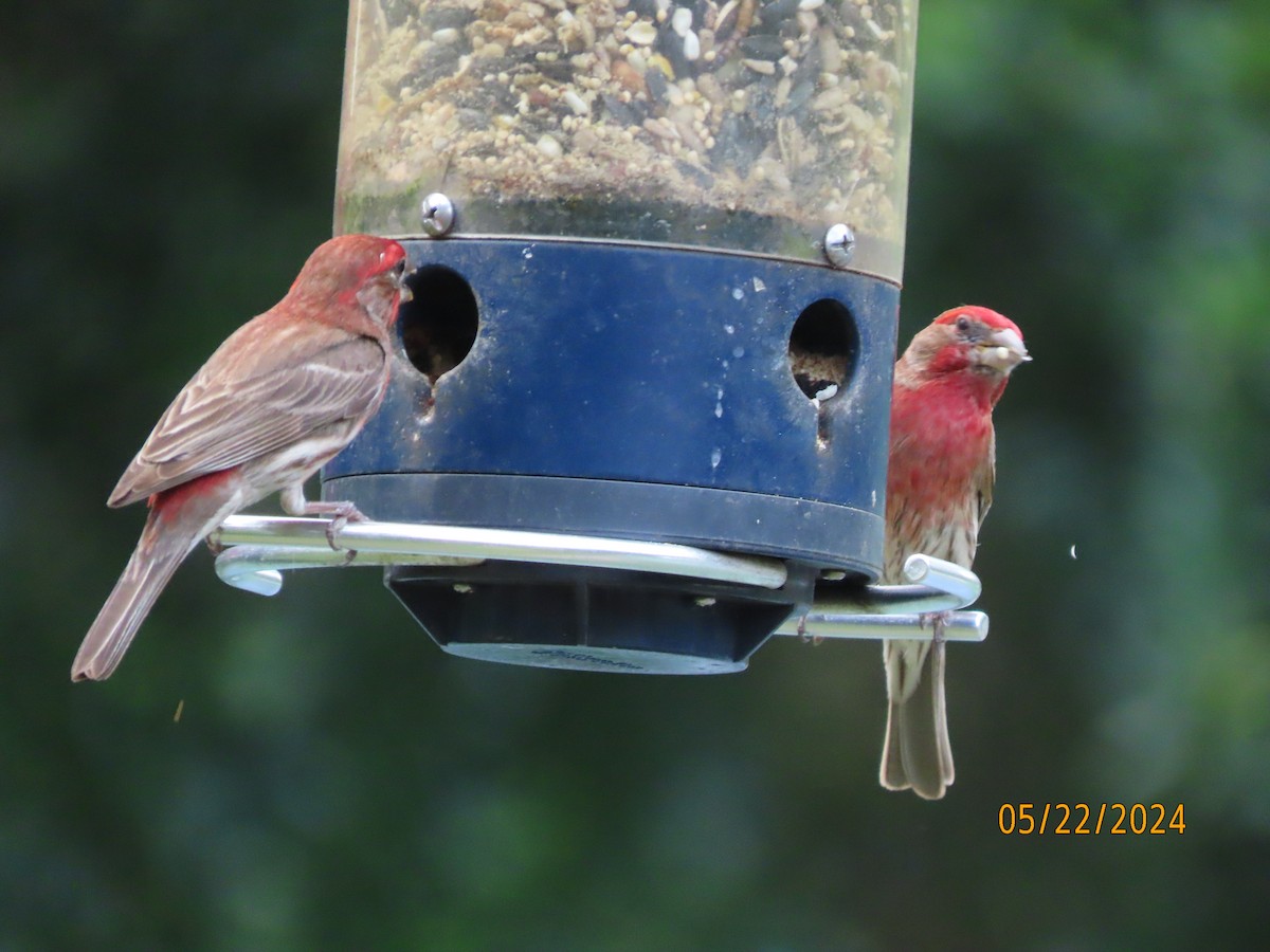 House Finch - Susan Leake