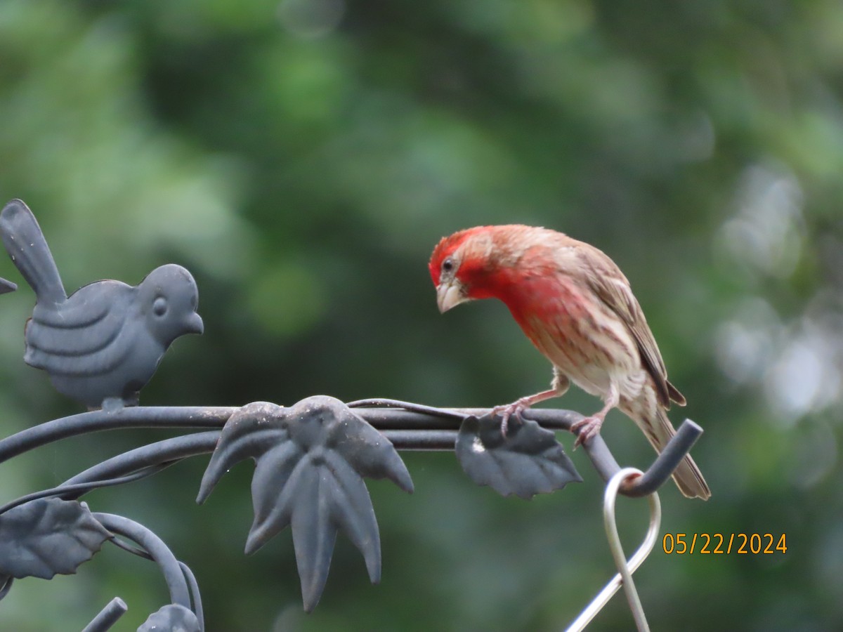 House Finch - Susan Leake