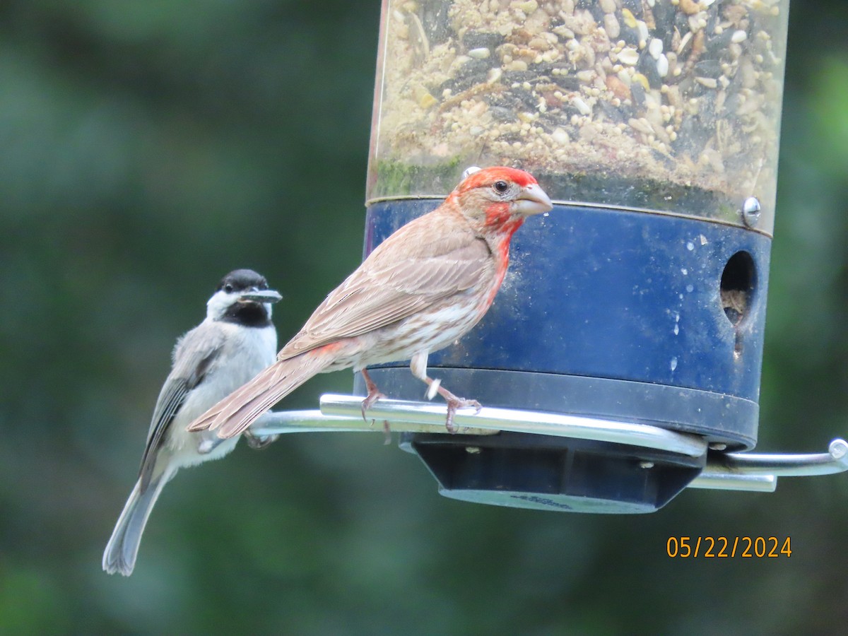 House Finch - Susan Leake