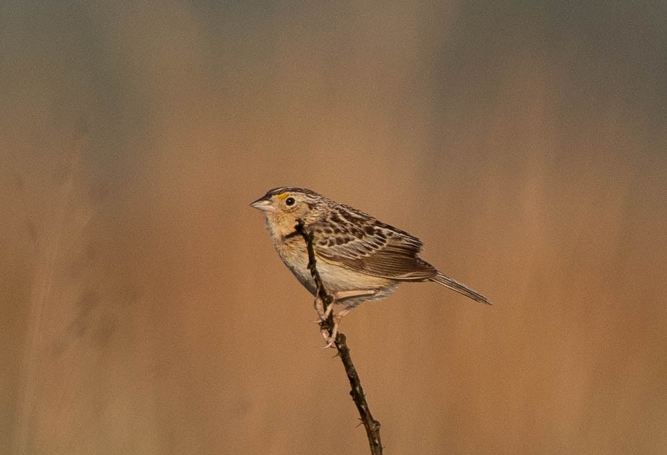 Grasshopper Sparrow - Richard Thunen