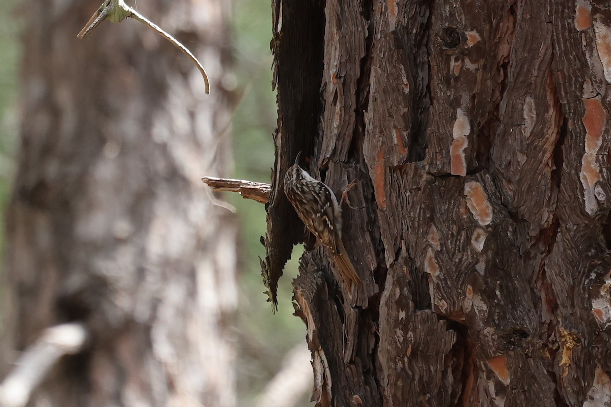 Short-toed Treecreeper - Ian Thompson