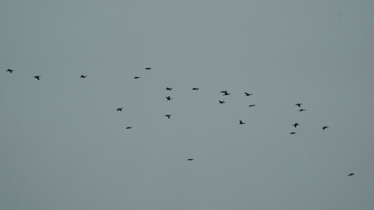 Double-crested Cormorant - Indira Thirkannad