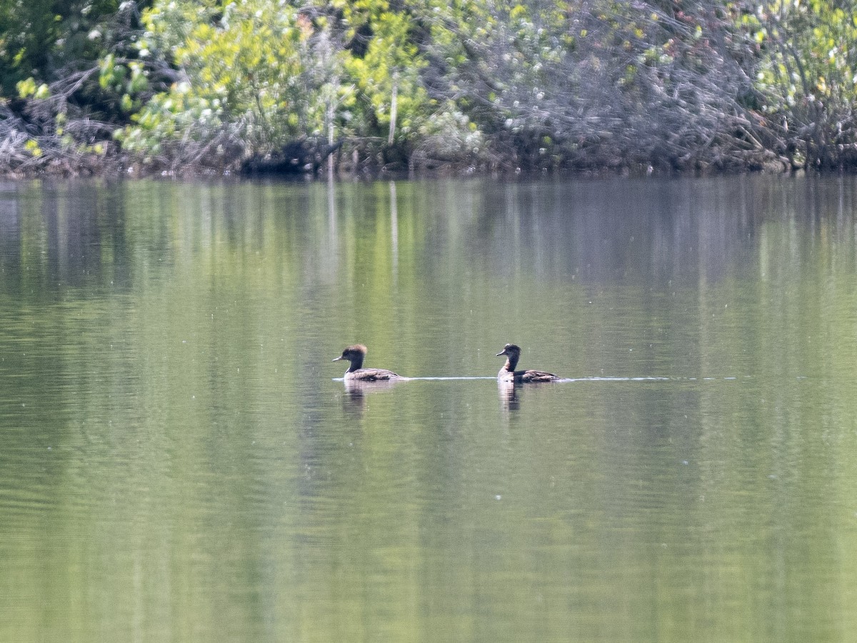 Hooded Merganser - Jeff Smith