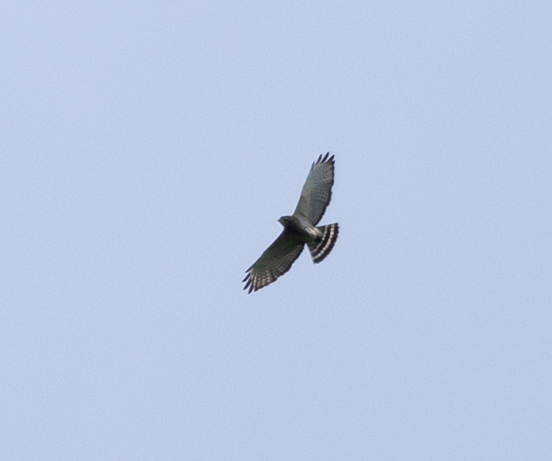 Broad-winged Hawk - Jean Crépeau