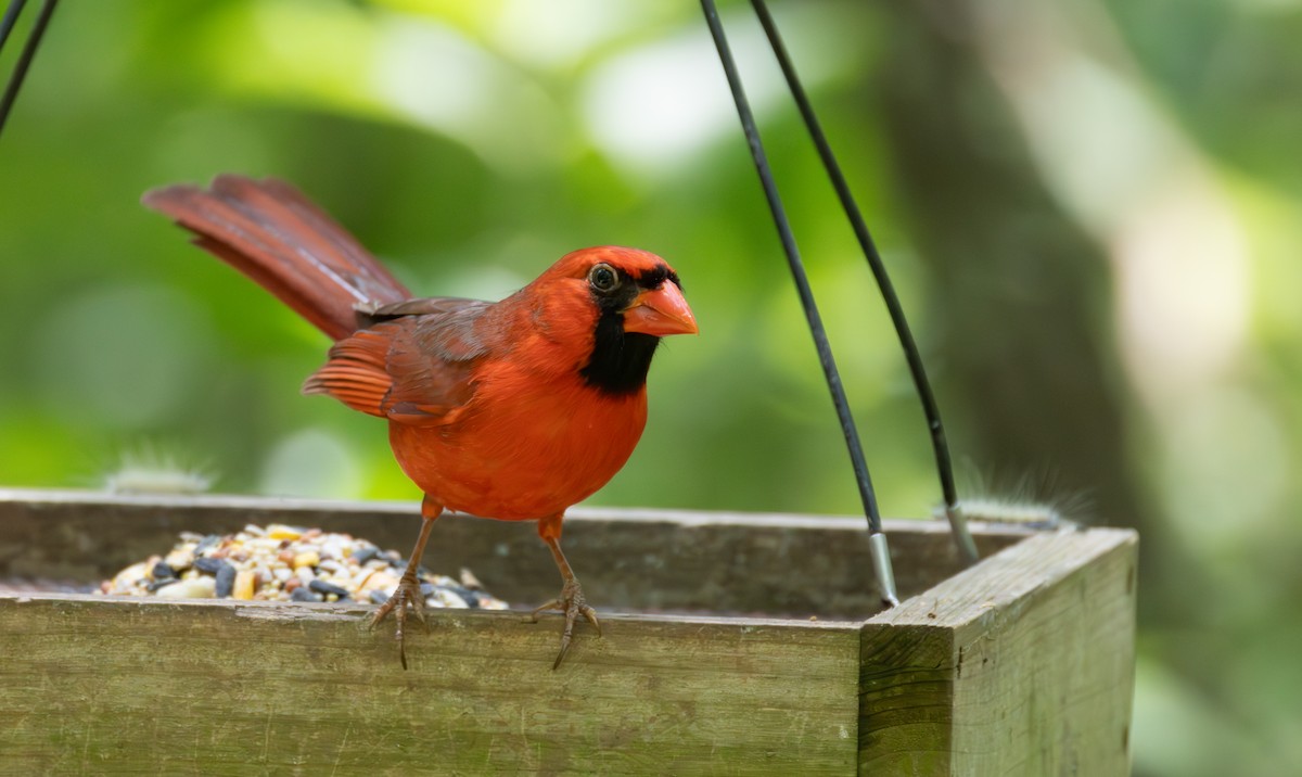 Northern Cardinal - Daniel Griffith