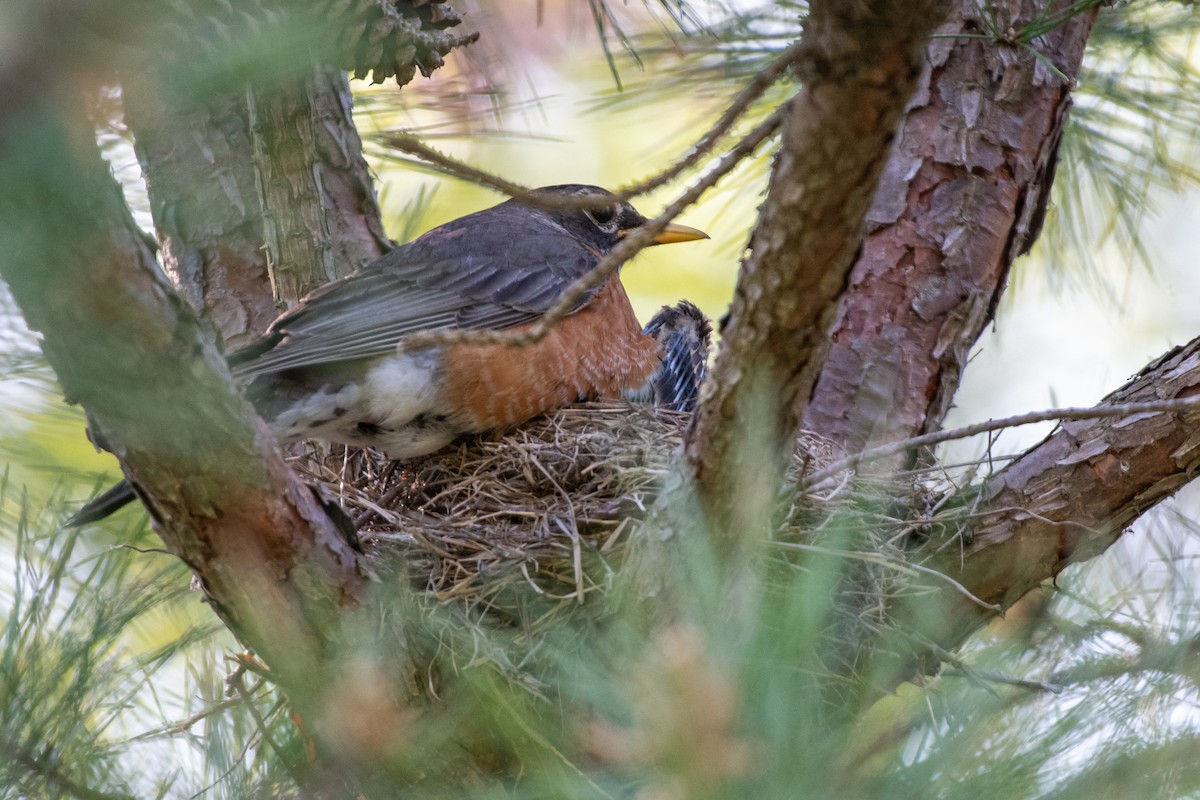 American Robin - Lisa Nasta