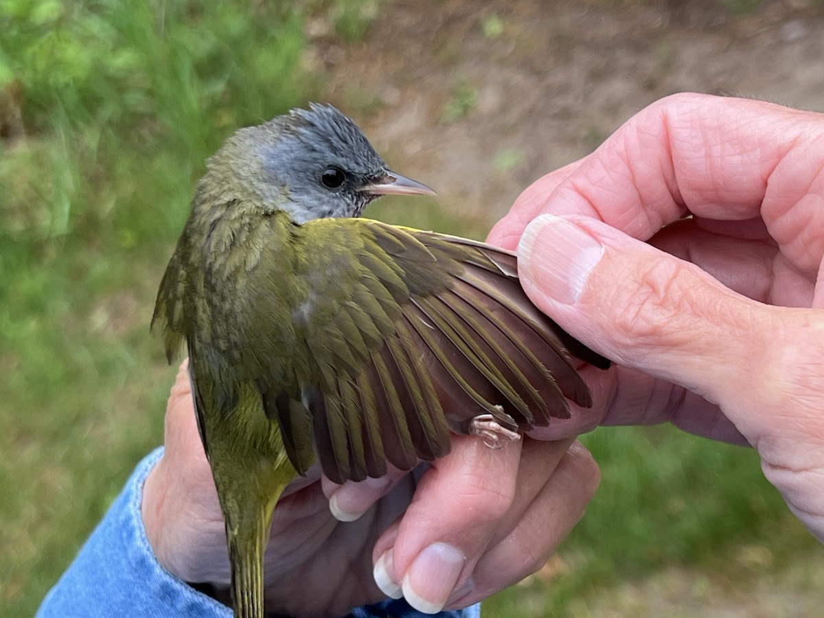 Mourning Warbler - ML619467901