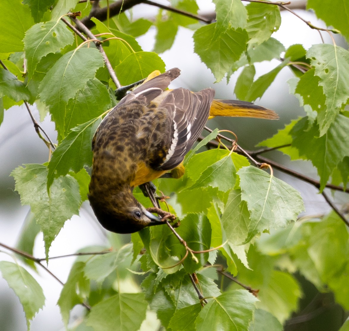 Baltimore Oriole - Jean Crépeau