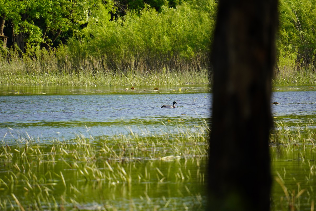 Mallard - ML619467905