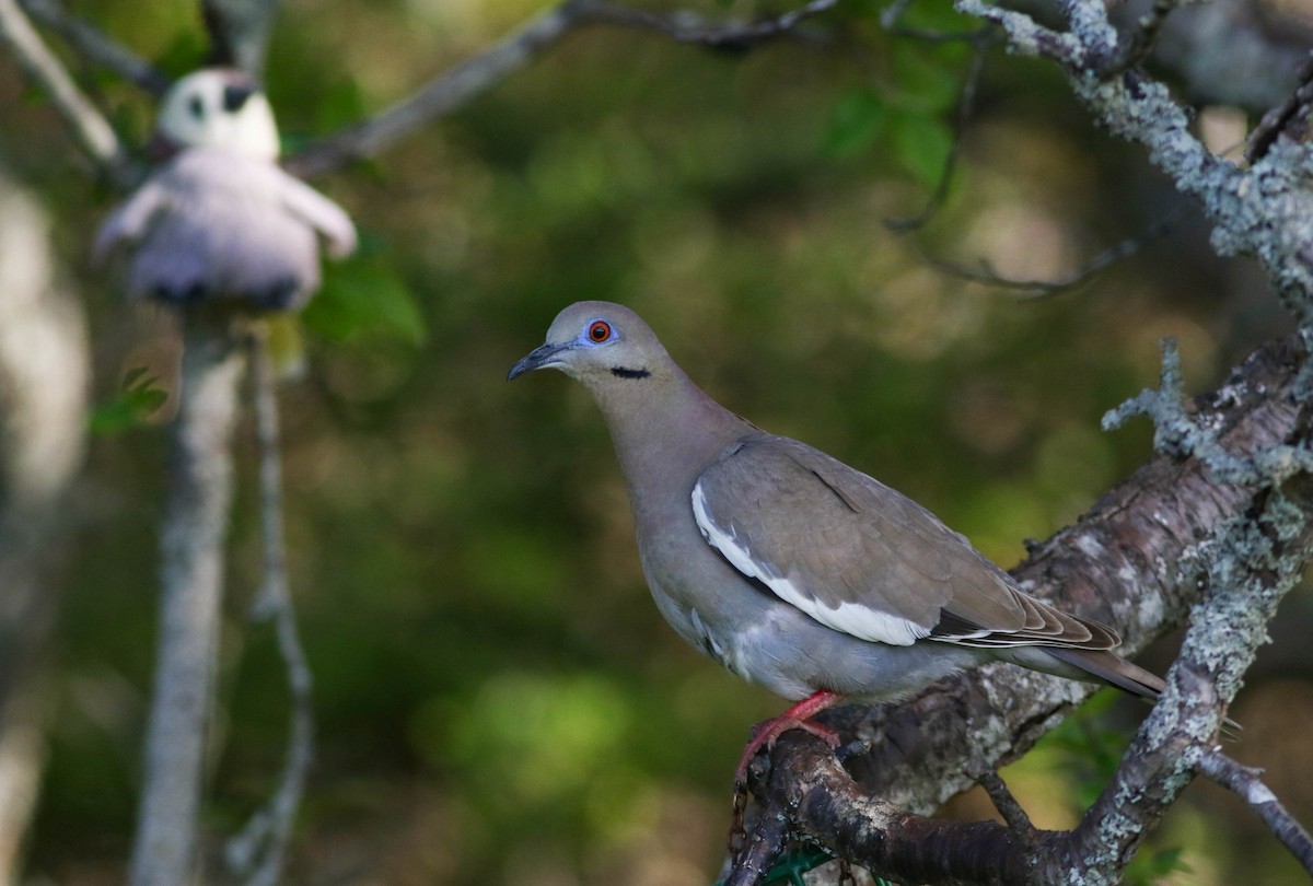 White-winged Dove - Lily Morello