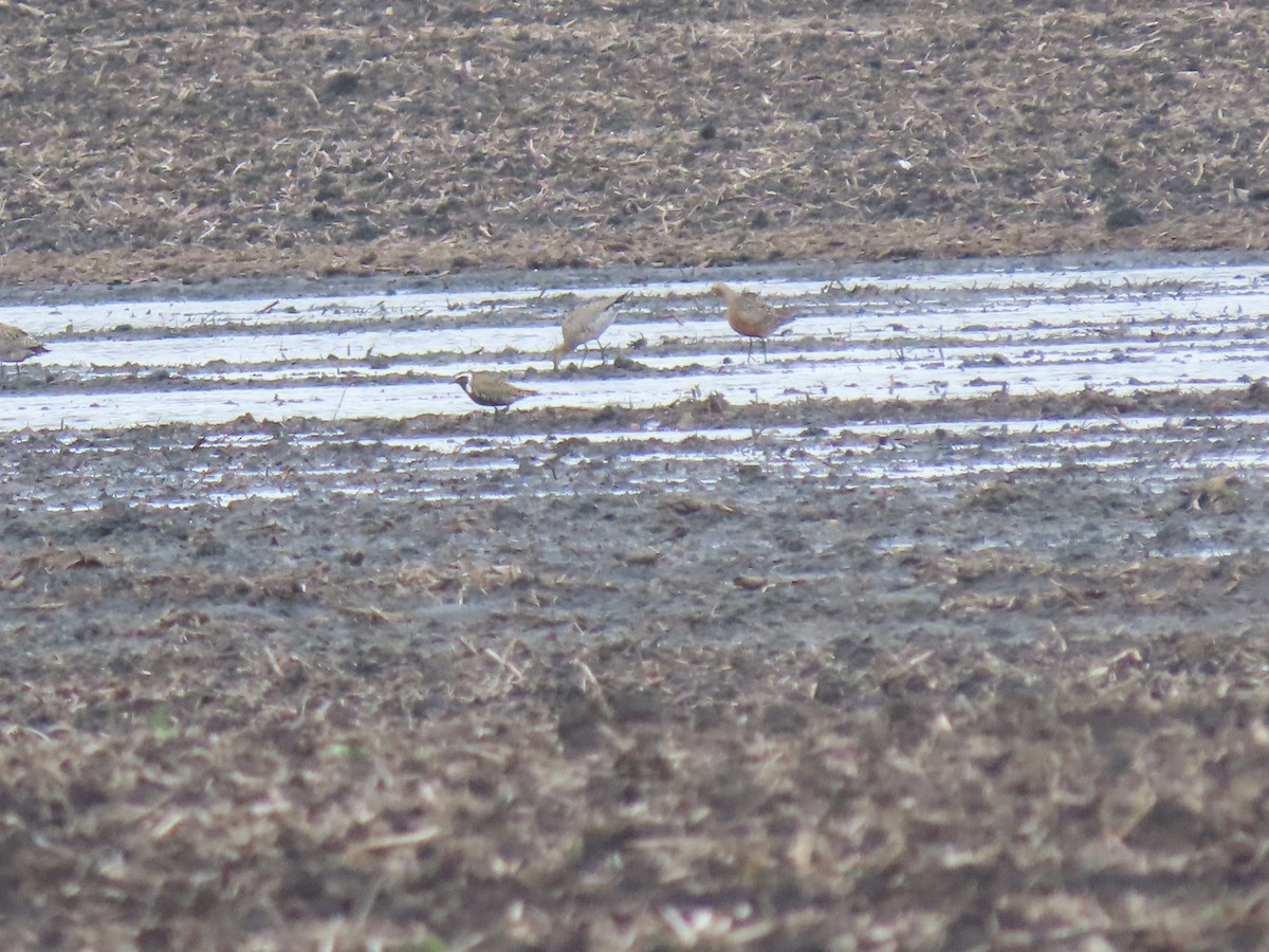 American Golden-Plover - Dan Williams