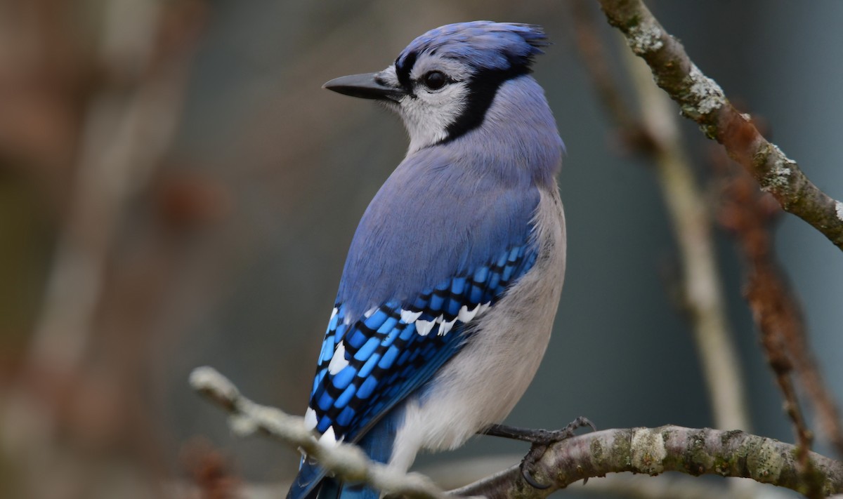 Blue Jay - Chaiby Leiman