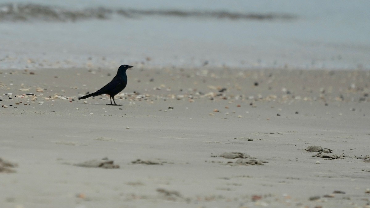 Common Grackle - Indira Thirkannad