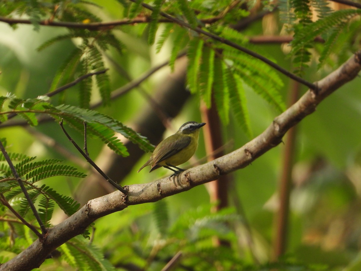 Yellow-bellied Tyrannulet - Joel Amaya (BirdwatchingRoatan.com)