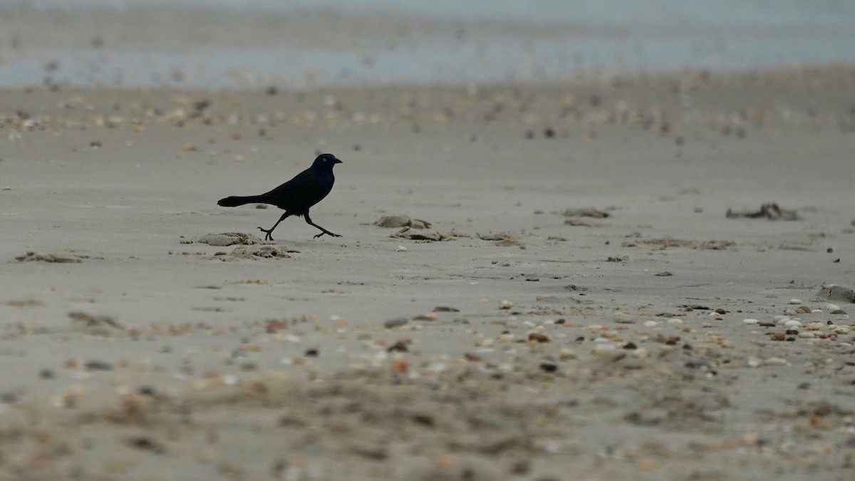 Common Grackle - Indira Thirkannad