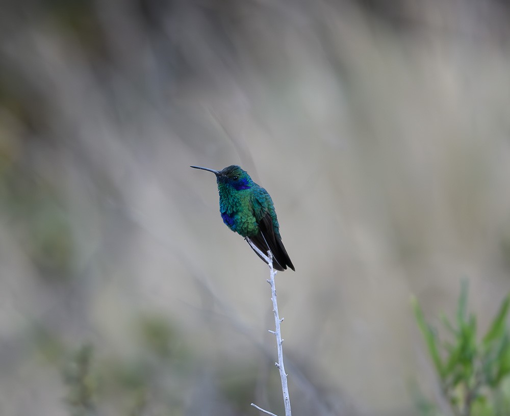 Sparkling Violetear - Jose-Miguel Ponciano