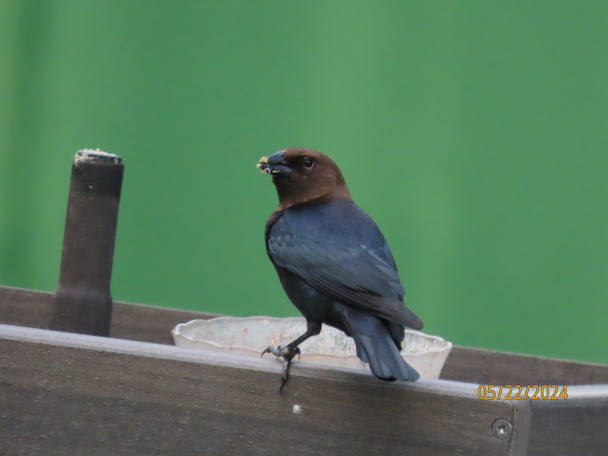 Brown-headed Cowbird - Susan Leake