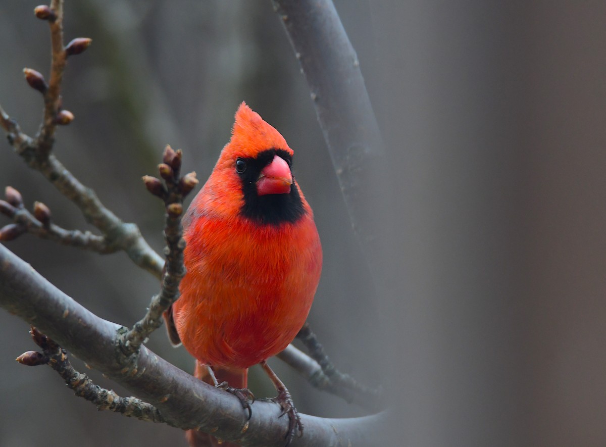 Northern Cardinal - Chaiby Leiman