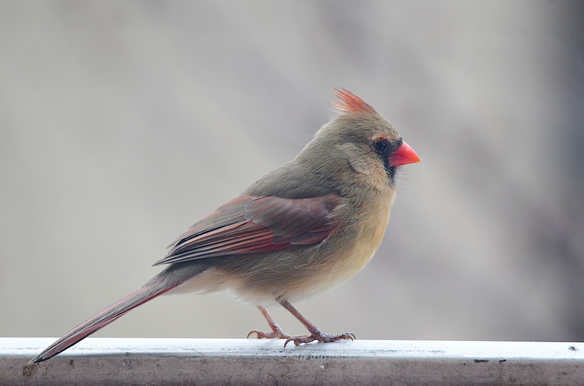 Northern Cardinal - Chaiby Leiman