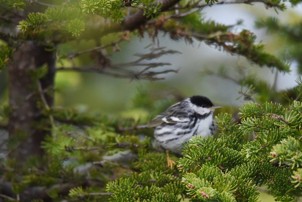 Blackpoll Warbler - Valérie JACKMAN