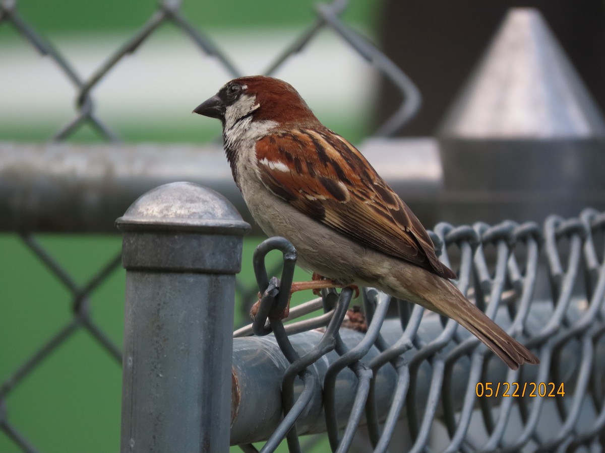 House Sparrow - Susan Leake