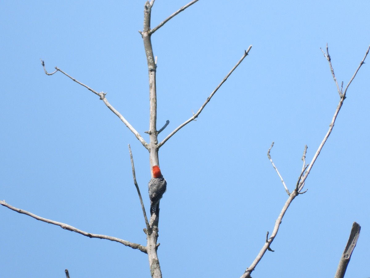 Red-bellied Woodpecker - Sam Ivande