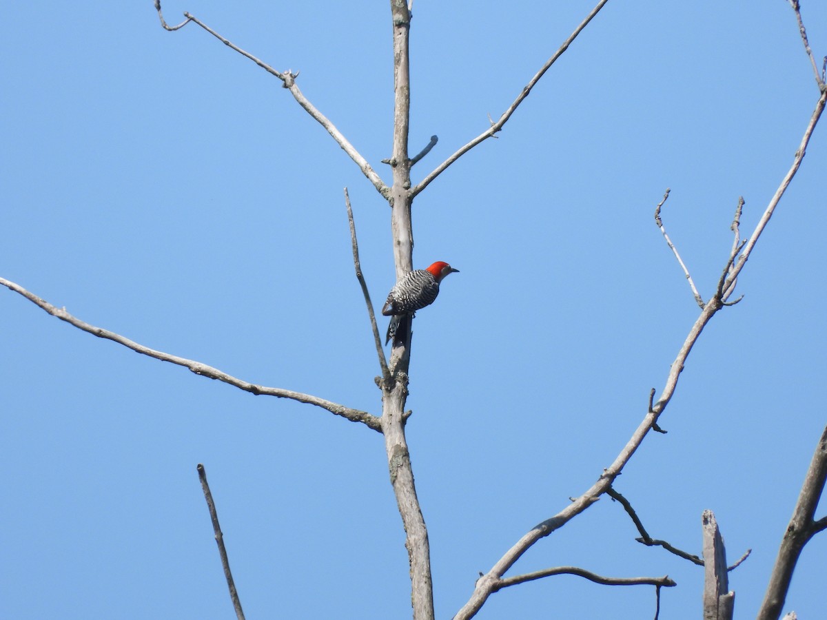 Red-bellied Woodpecker - Sam Ivande