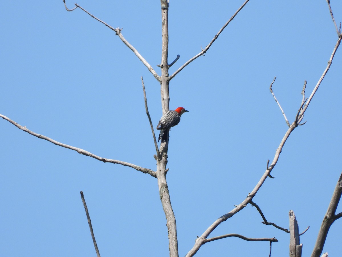 Red-bellied Woodpecker - Sam Ivande