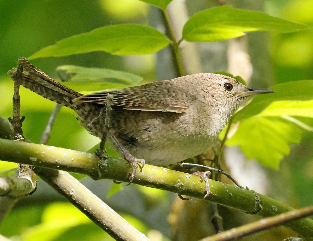 House Wren - Daniel Murphy