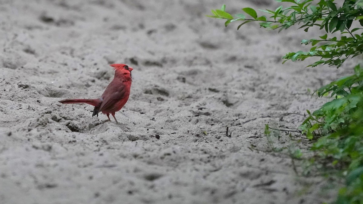 Northern Cardinal - Indira Thirkannad