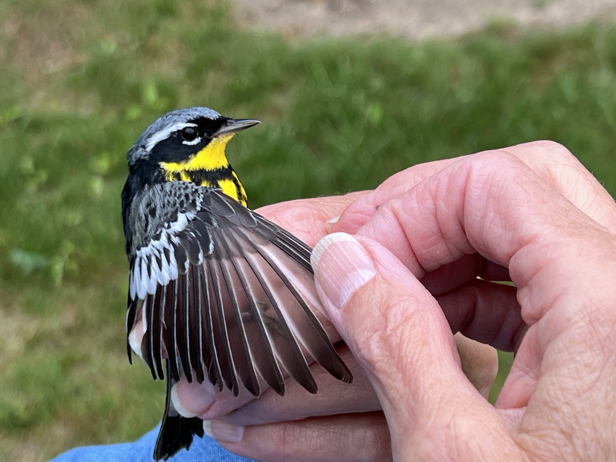 Magnolia Warbler - ML619467957