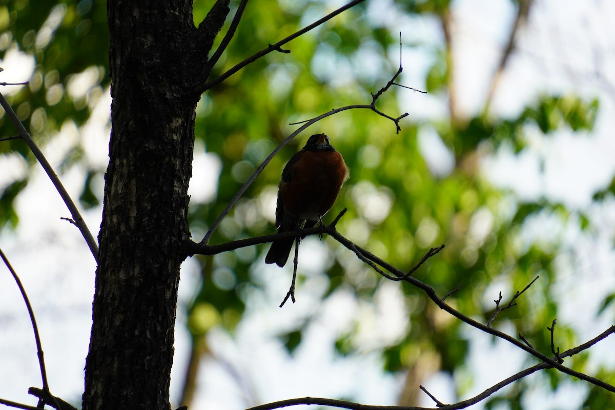 Red-winged Blackbird - ML619467967