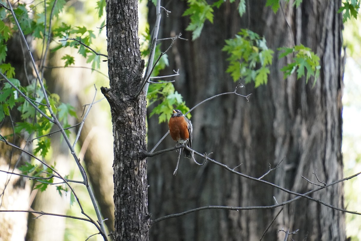 Red-winged Blackbird - ML619467968