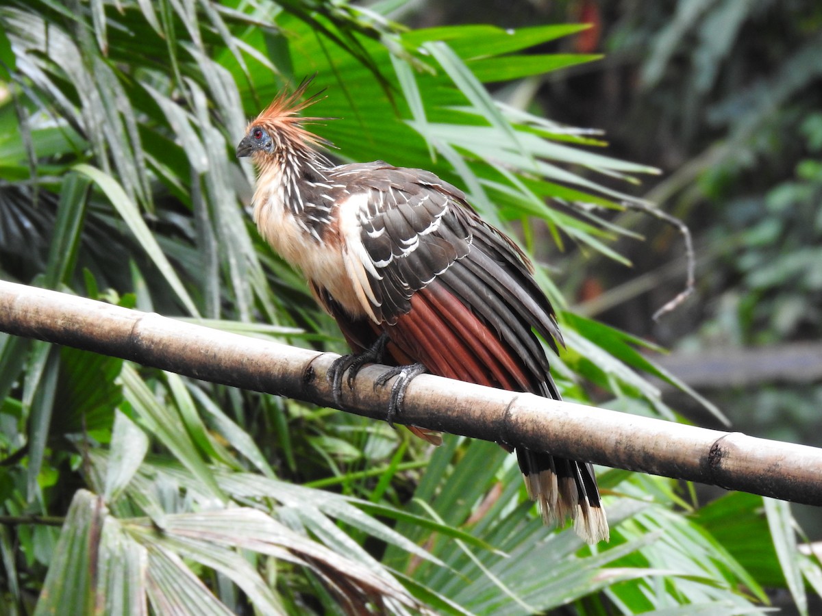 Hoatzin - Justin Harris