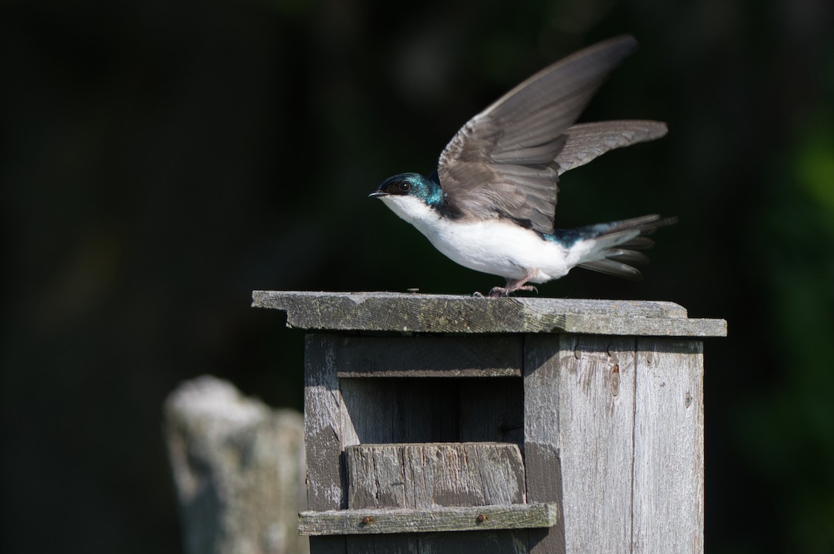 Tree Swallow - Barry Cull