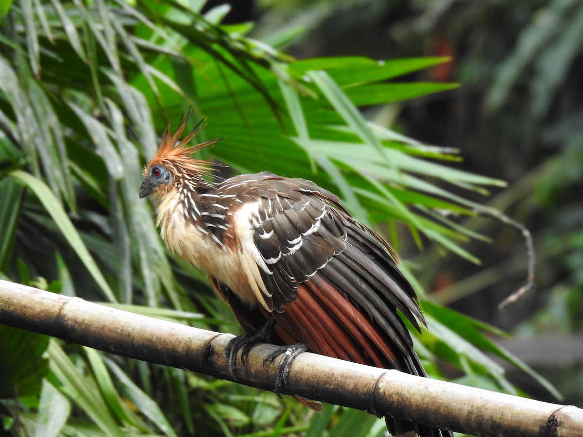 Hoatzin - Justin Harris