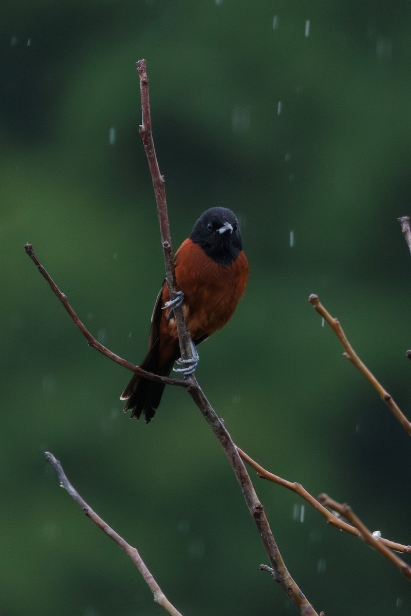 Orchard Oriole - Kyle Smith